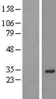 PRUNE2 Protein (Over-Expression Lysate Myc-DDK (Flag))