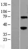 WNT3A Protein (Over-Expression Lysate Myc-DDK (Flag))