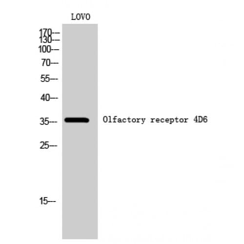 OR4D6 Antibody (230-310 aa, C-terminal)