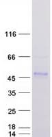 Human DNAJB11 Protein (Recombinant Myc-DDK (Flag))