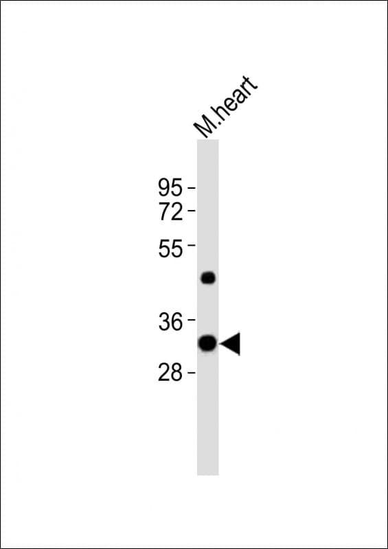 UTF1 Antibody (aa325-359)