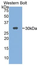 IL2RG / CD132 Antibody (aa23-263, APC)