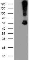 CHN1 Antibody (clone OTI1C9)
