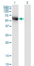 BLK Antibody (clone 3E5-3A8)