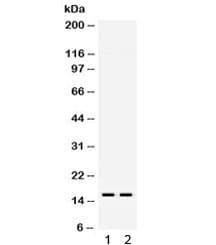 Polyclonal Rabbit anti-Mouse TTR / Transthyretin Antibody (IHC, WB)