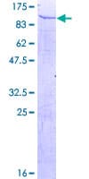 Human TULP4 Protein (Recombinant GST)