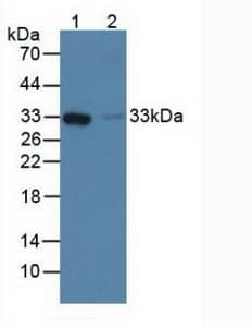 FCN1 / Ficolin-1 Antibody (aa45-249, Biotin)