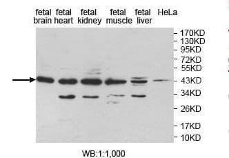 LANCL1 Antibody (aa18-205)