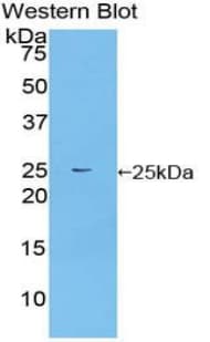 FRS2 Antibody (aa268-453)