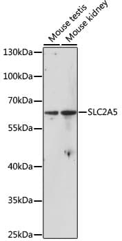 SLC2A5 / GLUT5 Antibody
