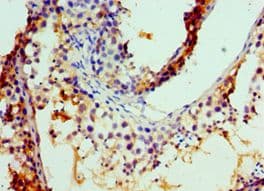 COG7 Antibody (aa511-770)