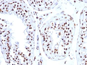 Histone H1 Antibody (clone HH1/957, Ready-to-Use)