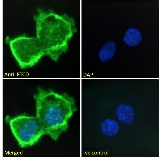 IHC-plus™ FTCD / 58K Golgi Protein Antibody (aa203-216)