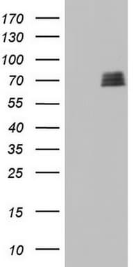 NAB2 Antibody (aa178-442, clone OTI1B10)