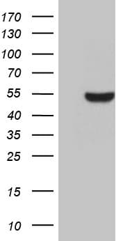 BHLHB2 / DEC1 Antibody (aa1-313, clone OTI2C7)