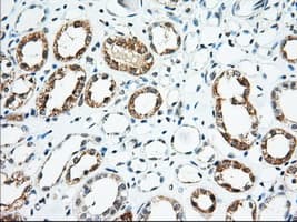 USP5 Antibody (clone OTI1F8)