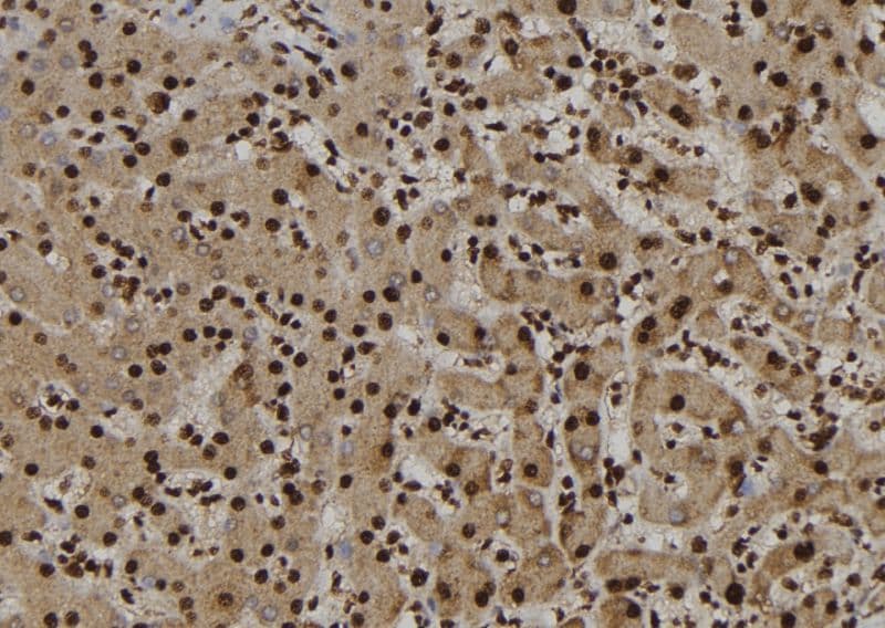 NUP62 Antibody