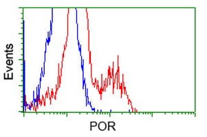 Monoclonal Mouse anti-Human CYPOR / POR Antibody (clone OTI3F10, IHC, IF, WB)