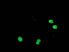 TLE1 / TLE 1 Antibody (clone OTI1D6)