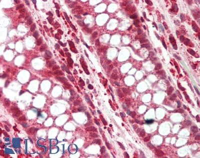 SNAI3 Antibody (N-Terminus)