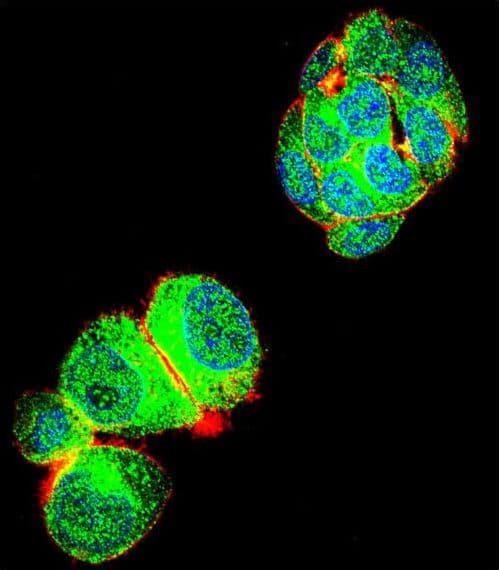 TRIM59 Antibody (aa68-96)