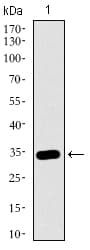 Monoclonal Mouse anti-Human MAPK14 / p38 Antibody (clone 8G4D11, aa299-360, IHC, IF, WB)