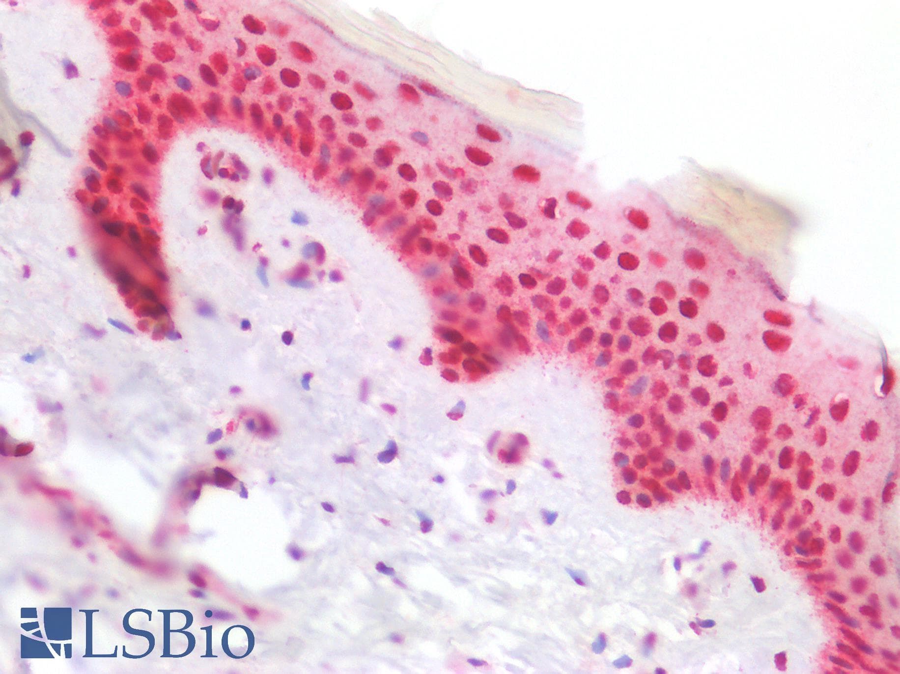 PathPlus™ FBXW7 / FBW7 Antibody (aa1-354, clone 13H4)