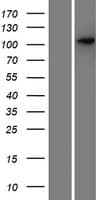 SEZ6 / SEZ-6 Protein (Over-Expression Lysate Myc-DDK (Flag))