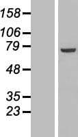 PPP1R16B Protein (Over-Expression Lysate Myc-DDK (Flag))