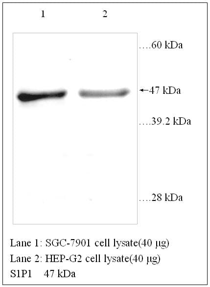 IHC-plus™ S1PR1 / EDG1 / S1P1 Antibody
