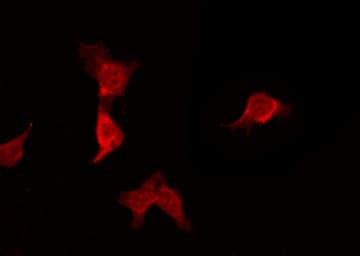 Kv10.1 / KCNH1 Antibody