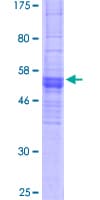 Human OR2C3 Protein (Recombinant GST)