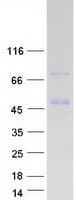 Human LUZP2 Protein (Recombinant Myc-DDK (Flag))