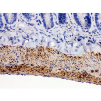 MAOB / Monoamine Oxidase B Antibody (aa448-484)