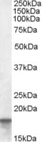 IHC-plus™ AGR2 Antibody (aa48-59)