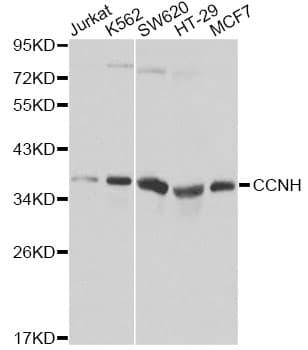 CCNH / Cyclin H Antibody