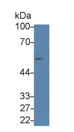 SMAD1 Antibody (aa273-468)
