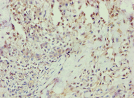ANXA7 / Annexin VII / SNX Antibody (aa259-488)