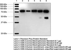 PathPlus™ PTGS2 / COX2 / COX-2 Antibody (aa550-600)