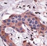 BID Antibody (aa68-103)