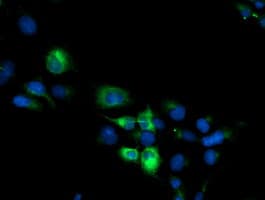 CYP2B6 Antibody (clone OTI3D5)