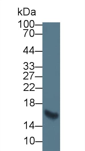 ELN / Elastin Antibody (aa392-645, APC)