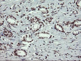 NUMB Antibody (clone OTI4F3, Carrier-free)