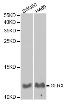 GLRX / Glutaredoxin Antibody