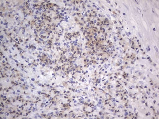 ARAF / ARAF1 / A-RAF Antibody (aa145-365, clone OTI2F8, Carrier-free)