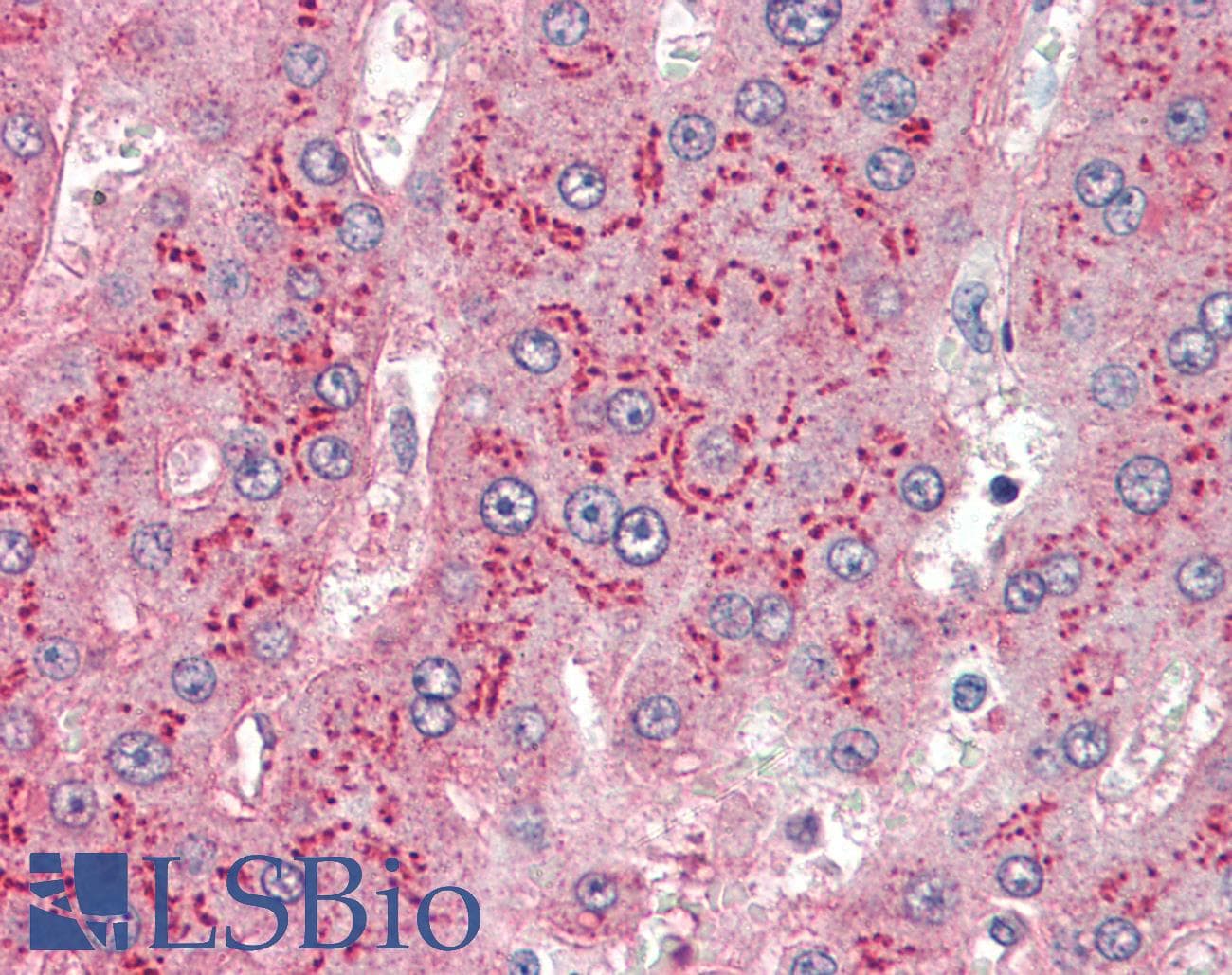 APOE / Apolipoprotein E Antibody (clone WUE-4, DY650)