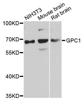 GPC1 / Glypican Antibody