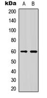 Polyclonal Rabbit anti-Human NFIL3 Antibody (Internal, IF, WB)