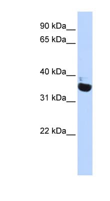 OR13C9 Antibody (aa72-121)