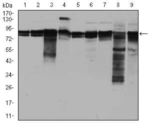 EIF4B Antibody (clone 1F5)